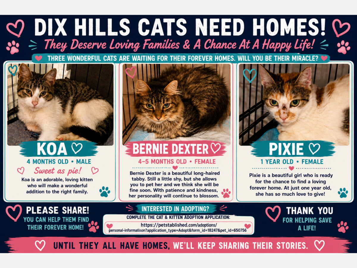 🐾 Dix Hills Cats Need Homes: Meet Koa, Bernie Dexter and Pixie