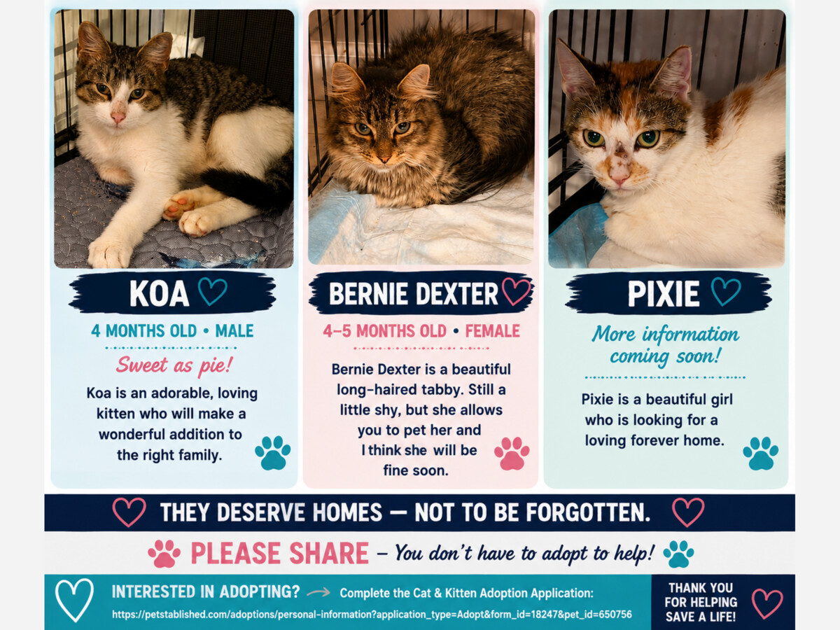 🐾 Dix Hills Cats Need Homes: Meet Koa, Bernie Dexter and Pixie
