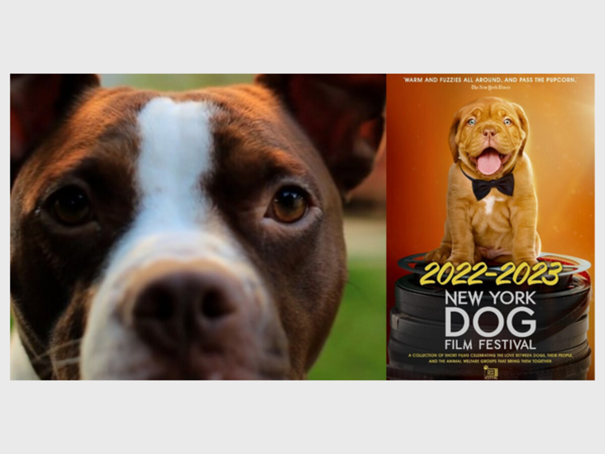 NY Dog Film Festival 20222023 Long Island Daily News