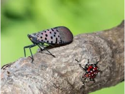 Spotted Lantern Flies have a new home in Long Island