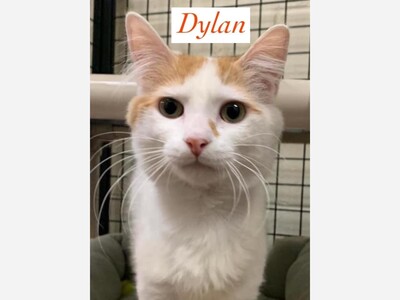 Dylan needs a forever home 