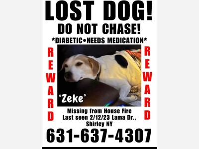 Lost dog 