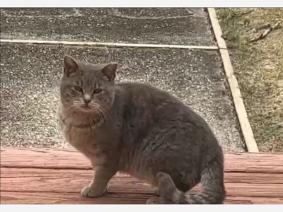 Cat sighting 