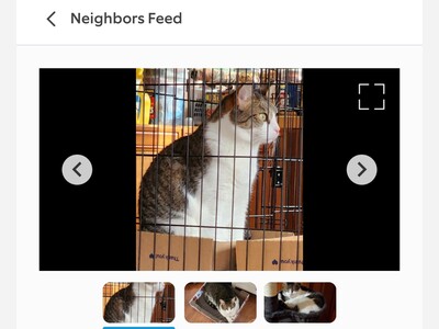 Missing cat in Coram