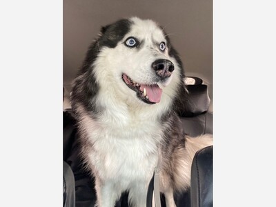 Anyone missing a Husky?