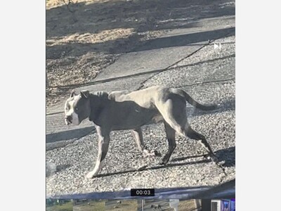 Is this your dog? 