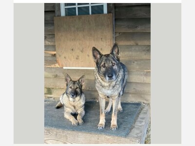   A hunter in New York state is being accused of fatally shooting and skinning two dogs he mistakenly believed to be coyotes.