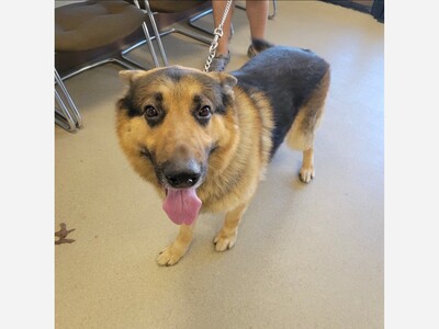 Lost dog Coram