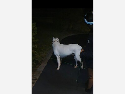 Is this your dog?