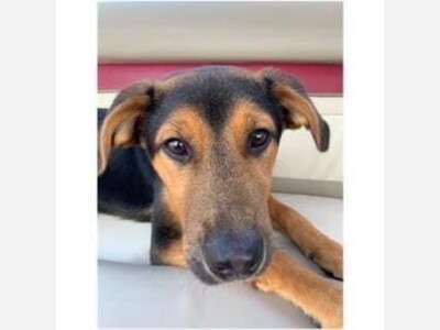 Adopt or shop Fergie 