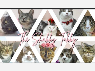 Adoptable cats from The Shabby Tabby Cafe