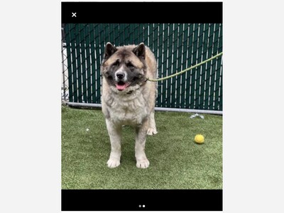 Help save Smokey