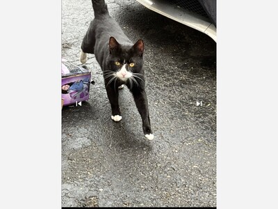Is this your missing cat ?