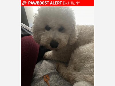 Lost dog 