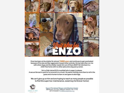 Meet Enzo