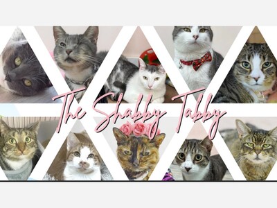Cats needing forever homes at The Shabby Tabby Cafe 