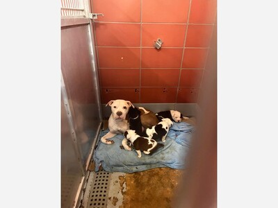 Save a family of dogs from being killed 
