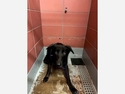 Please help save Daniel 