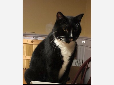 Missing cat-