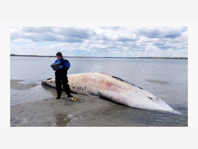 Body of Minke whale found washed ashore in Westhampton Beach