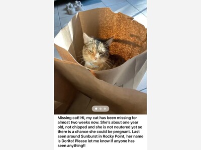 Lost cat 