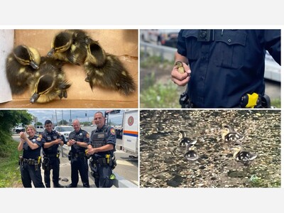 Officers on Long Island utilized the YouTube application to bring baby ducks back together with their mother duck.