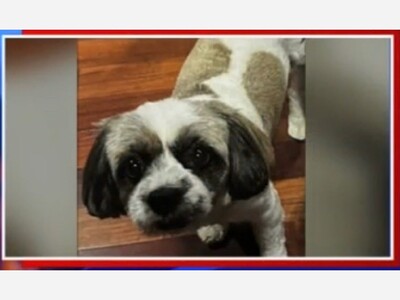 Suspect wanted for stealing Shih Tzu-poodle mix from owner's front yard on Long Island