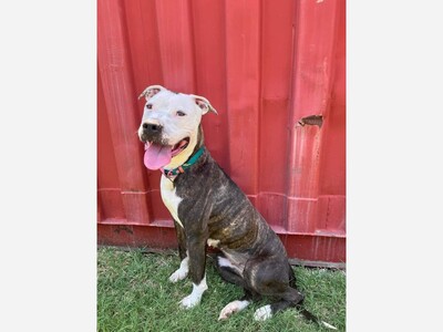 Please save Texas dog from being killed 