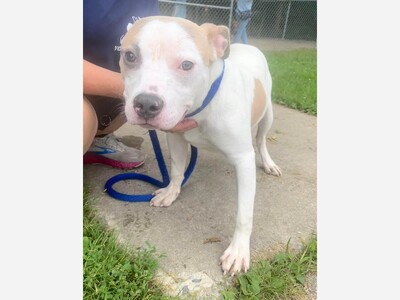 Adopt Bruno 