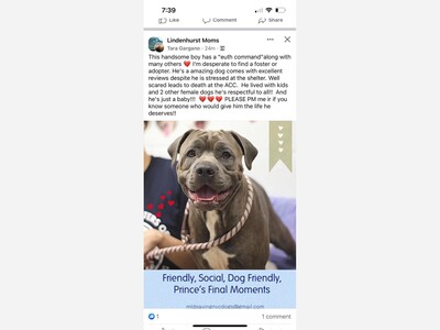 Please help save this dog from being killed 
