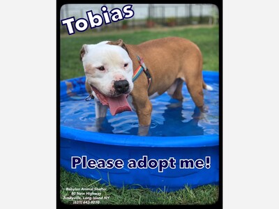Adopt Tobias 