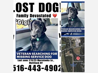 Lost dog Gigi from Mattituck 
