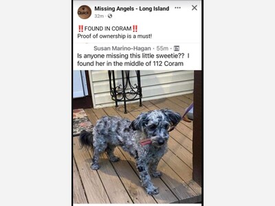 Found dog in Coram 