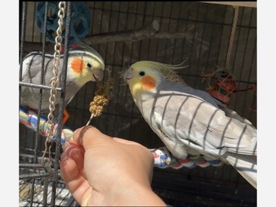 Lost bird near Port Jeff 