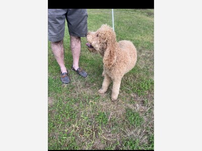 Found  dog 