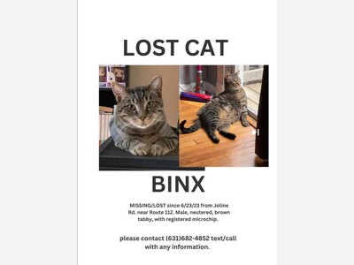 Lost cat Binx 