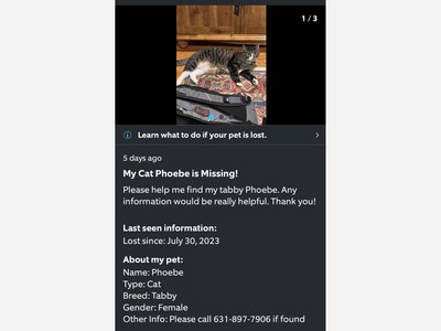 Lost cat
