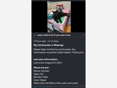 Missing cat 