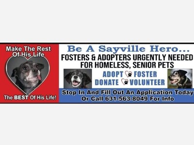 Urgent fosters and adopters wanted/needed for homeless/senior pets 