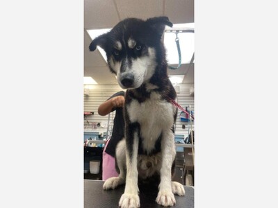 Husky puppy for adoption 