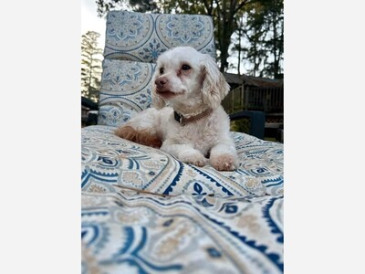 Adopt/foster Gravy