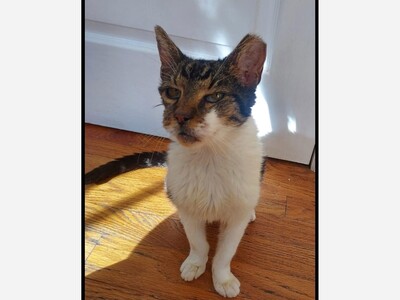 Adopt or foster needed