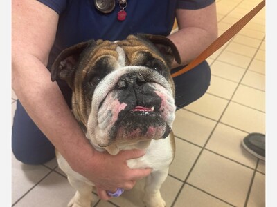 Found dog