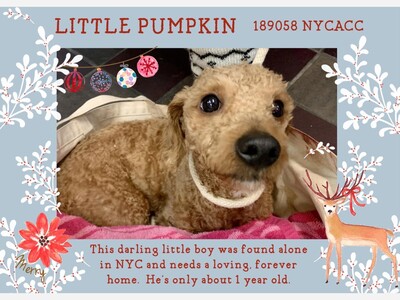 Little Pumpkin needs a foster and or forever home