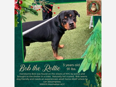 Adopt/ foster 