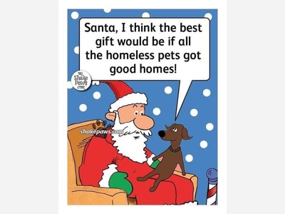 Pets who need good homes 