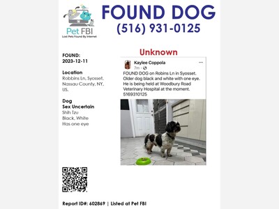 Found dog 