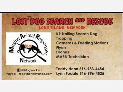 Dog search and recuse
