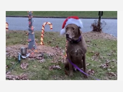 Senior rescue dog faces fourth Christmas at the shelter, expressing a sense of defeat.