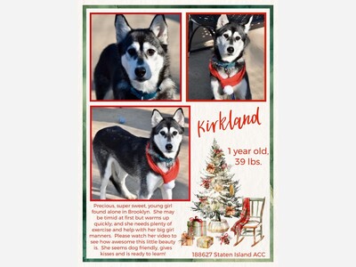 Adopt Kirkland 